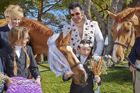 В Лас-Вегасе поженили... лошадей!