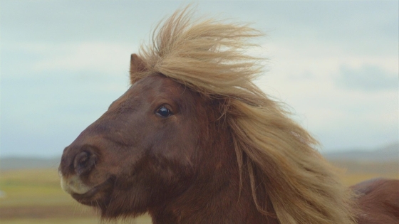 10 самых интересных видео с лошадьми на Youtube 
