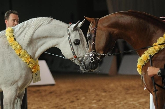 Вся красота арабских лошадей на выставке в Дубае
