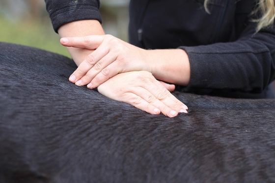 Сеанс у костоправа. Лечение спины лошади методом мануальной терапии