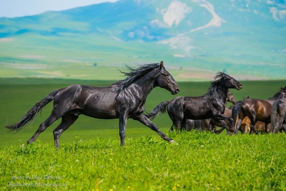 Праздник карачаевской лошади
