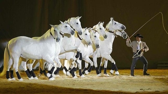 Международная выставка лошадей SICAB 2015