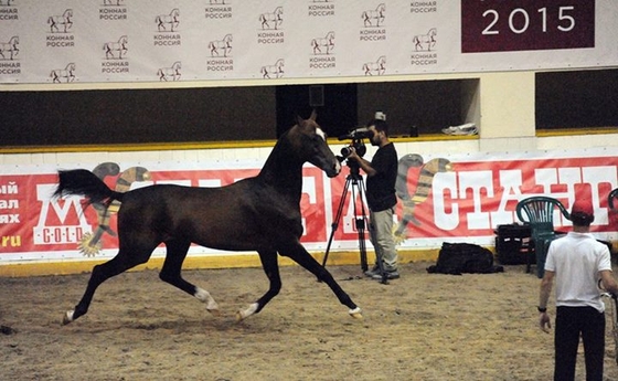Лучшие из лучших определены на чемпионате мира среди ахалтекинских лошадей 