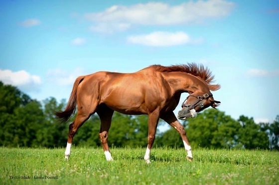 Лошадь года восстанавливается после травмы