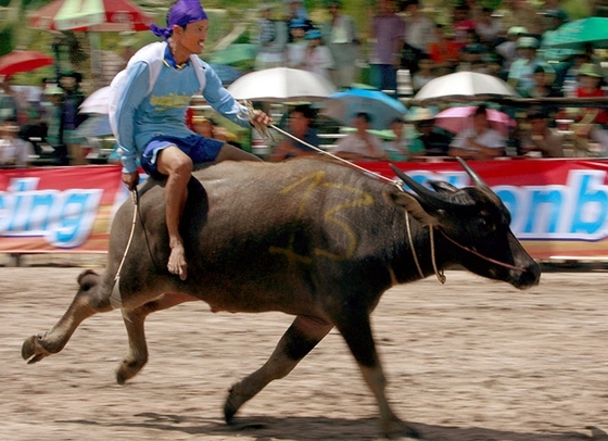 Национальный фестиваль и скачки на буйволах в Тайланде
