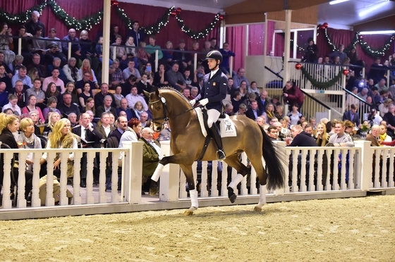 Аукцион спортивных лошадей Performance Sales International