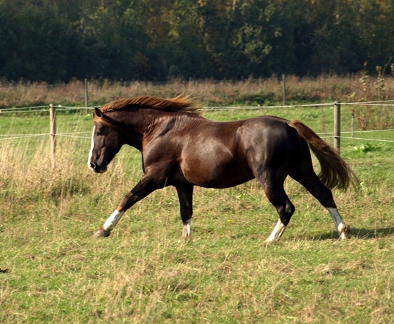 «Торийское коневодство» будет преобразовано в Центр компетенции коневодства