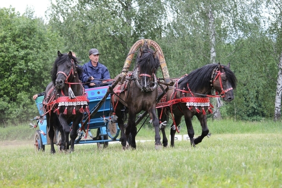 В Ижевске в феврале пройдут соревнования троек лошадей вятской породы