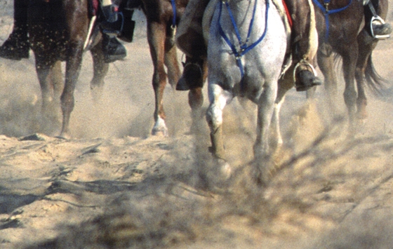 Кампания против жестокого обращения с лошадьми на пробегах набирает обороты
