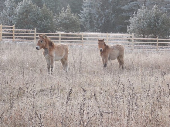 На Смоленщине может появиться первый жеребенок лошади Пржевальского