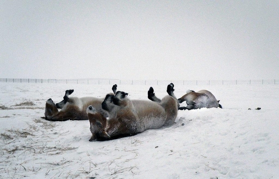 Фотография лошадей Пржевальского из Оренбуржья стала «Лучшим фото дня» по версии газеты «THE GUARDIAN»