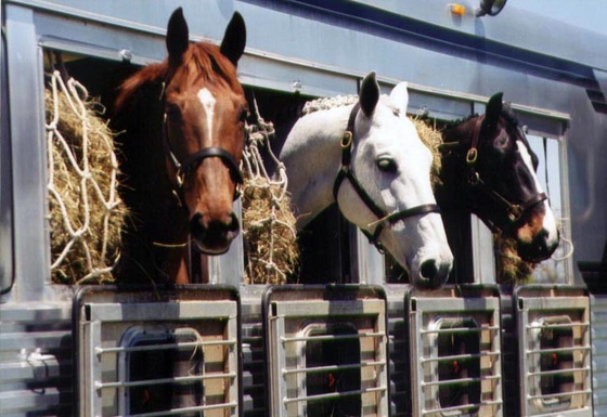 8 спортивных лошадей не пустили из Словакии в Россию на границе в Псковской области