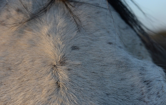 Завитки на лбу помогают определить латеральный профиль у лошадей