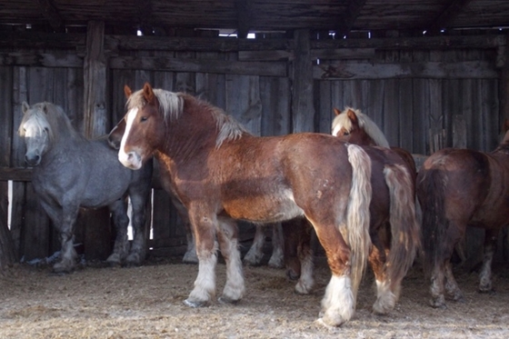 Племенных лошадей тяжеловозной породы привезли из Красноярского края в Забайкалье
