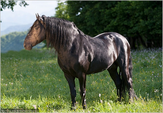 Страны Южной Америки собираются приобрести карачаевских лошадей для конного туризма