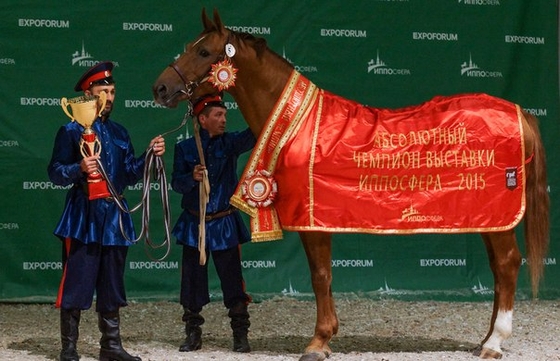 В Санкт-Петербурге весной пройдет конная выставка «Иппосфера»