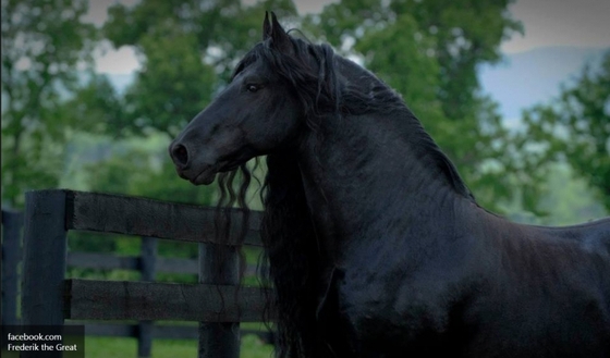 Интернет-пользователи нашли «самую красивую в мире» лошадь