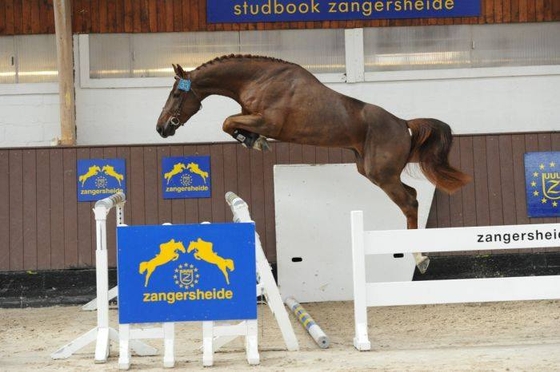 Чемпионат и шоу молодых конкурных лошадей пройдёт в Ланакане
