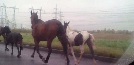 Вчера дорогу по направлению к Санкт-Петербургу перекрыл табун лошадей.