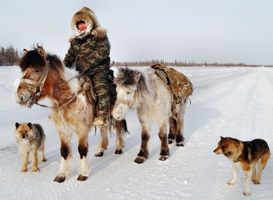 Табунное коневодство в Якутии получило поддержку на государственном уровне.