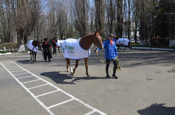Ставропольский конь стал блогером.