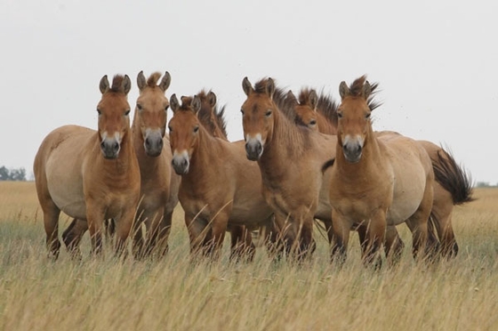 Лошадей Пржевальского пытались продать через интернет