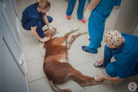 Новосибирские ветеринары провели необычную операцию 6-недельному жеребенку