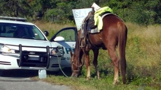 Американка арестована за управление лошадью в нетрезвом виде.