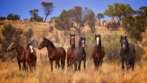 В Австралии запретят отстрел диких лошадей