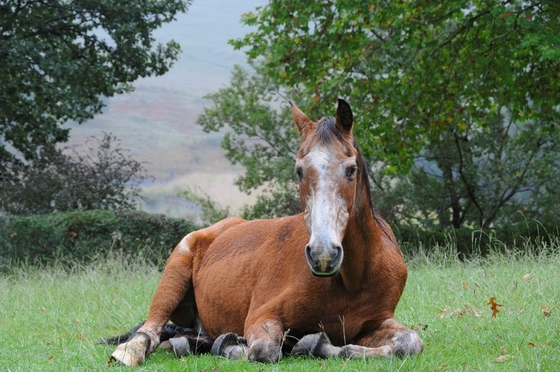 Румынские лошади будут получать пенсию