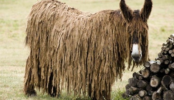 В Московском зоопарке появятся ослы пуату