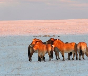 Лошади Пржевальского в Хакасии