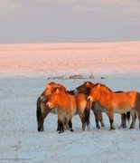 Лошади Пржевальского в Хакасии