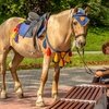 Директор Московского зоопарка предложила запретить коммерческую эксплуатацию лошадей в столице