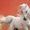 ООН учредила Всемирный день лошади 11 июля