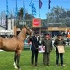 Ахалтекинец завоевал титул Гран Чемпиона на выставке «Экво Прадо 2025» в Уругвае