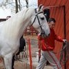 В Вельске открыли новую конюшню для сохранения орловских рысаков
