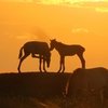 7,9 млн рублей выделят для лошадей Пржевальского
