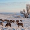  Морозы до -30°C и ураганный ветер: лошади Пржевальского справились