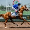 Открытие скакового сезона на Ростовском ипподроме перенесено на неопределенный срок