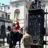 Лошадь Королевской гвардии пострадала от теплового удара