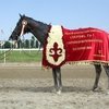 Большой скаковой праздник в Нальчике