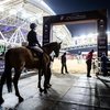 Лошадь, которая помогла вырасти двум чемпионам: Стардаст завершила спортивную карьеру