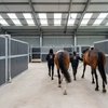 В Великобритании создали EQUISS для защиты людей в конной индустрии