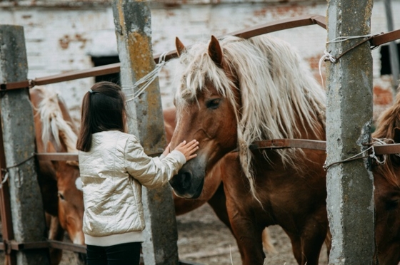 Починковский конный завод: как нижегородцы отстояли советских тяжеловозов от вывоза на убой