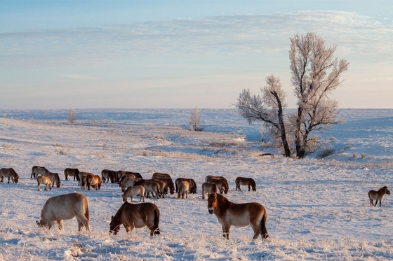  Морозы до -30°C и ураганный ветер: лошади Пржевальского справились