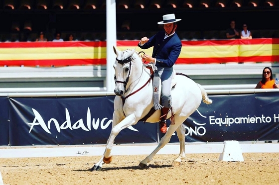 Чемпионат мира по Working Equitation