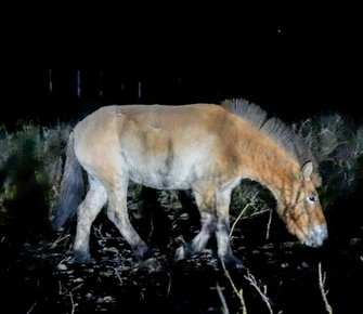 Исторический перелёт: как восемь лошадей Пржевальского доставили в хакасские степи Исторический перелёт: как восемь лошадей Пржевальского доставили в хакасские степи