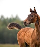 Ну и натворили... Ганноверскому клубу евразии 20 лет