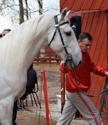 В Вельске открыли новую конюшню для сохранения орловских рысаков